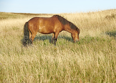 Buy stock photo A photo of a horse in natural setting