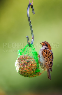 Buy stock photo A telephoto of a beautiful sparrow