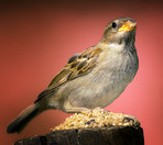 Sparrow in my garden