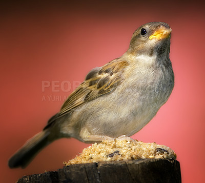 Buy stock photo A telephoto of a beautiful sparrow