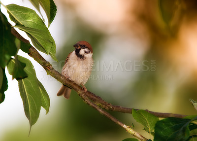 Buy stock photo A telephoto of a beautiful sparrow