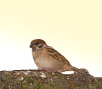 Sparrow in my garden