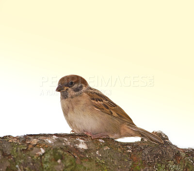 Buy stock photo A telephoto of a beautiful sparrow