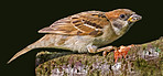 Sparrow in my garden