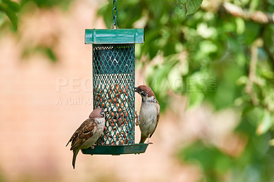 Buy stock photo A telephoto of a beautiful sparrow