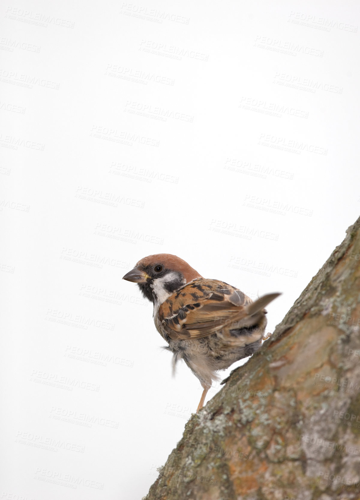 Buy stock photo A telephoto of a beautiful sparrow