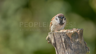 Buy stock photo A telephoto of a beautiful sparrow