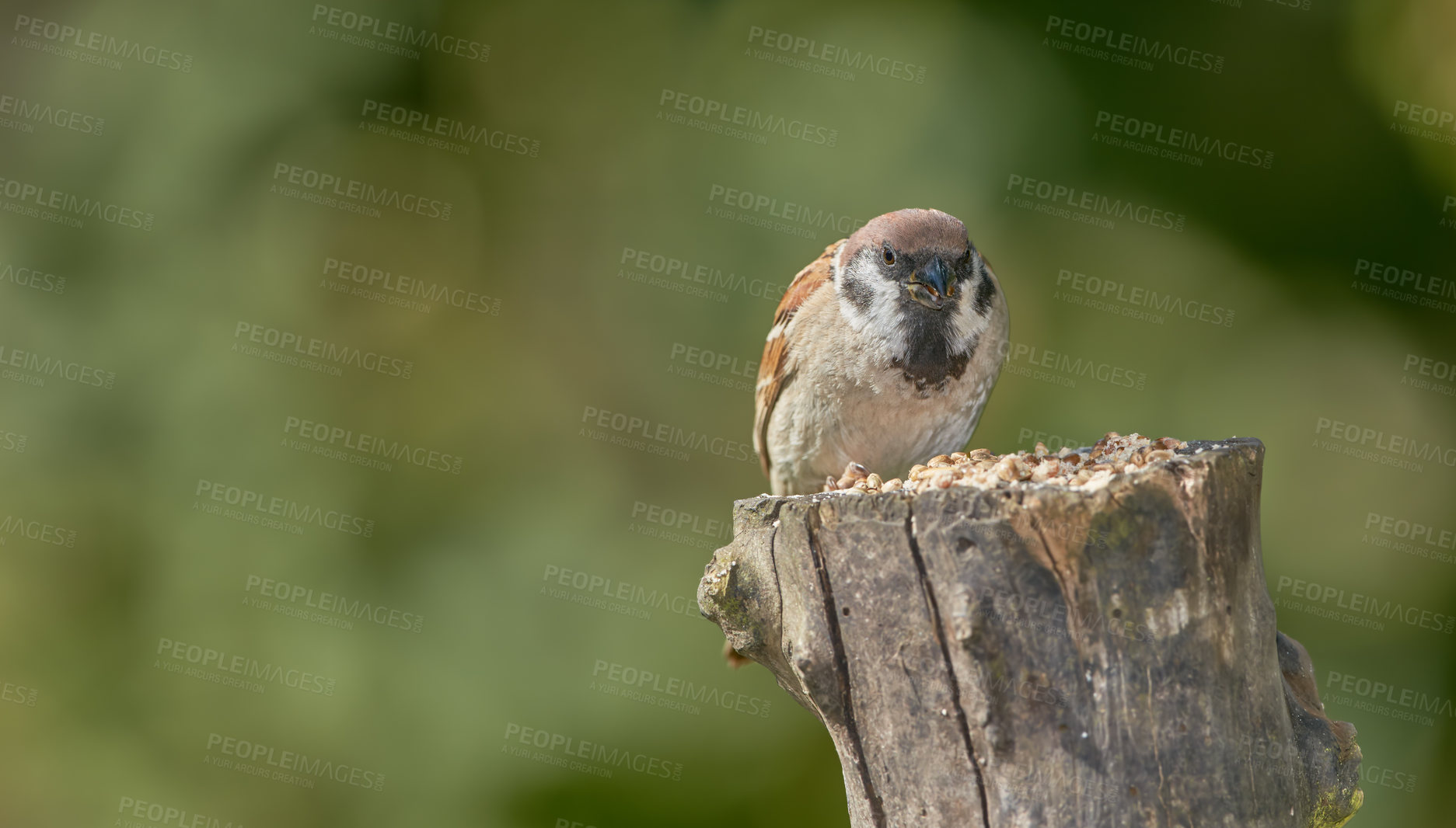 Buy stock photo A telephoto of a beautiful sparrow