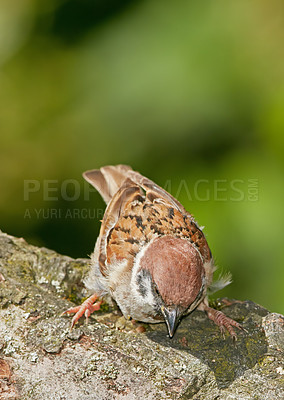 Buy stock photo A telephoto of a beautiful sparrow