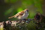 Sparrow in my garden