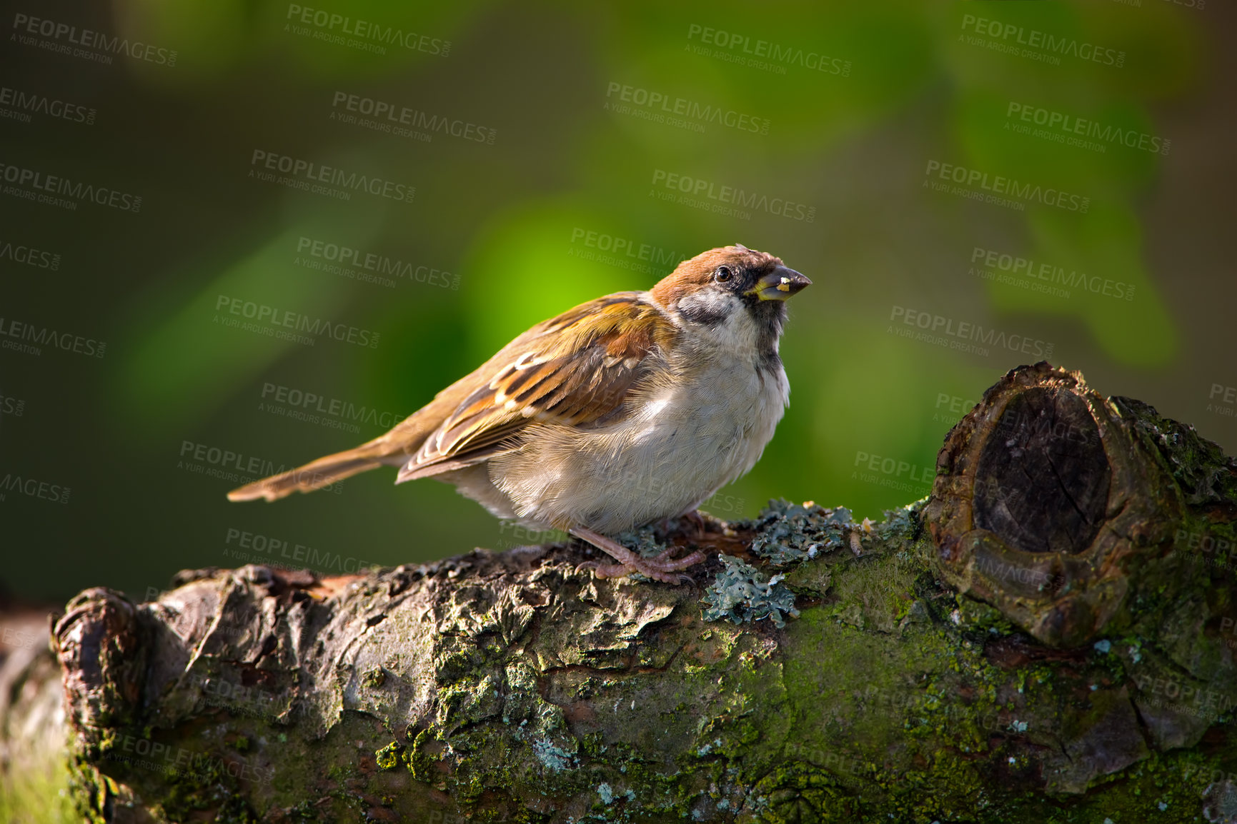 Buy stock photo Forest, nature and sparrow on tree for outdoor, ecology or sustainability in garden. Background, environment and ecosystem with bird on stump for natural habitat, ornithology or conservation hobby