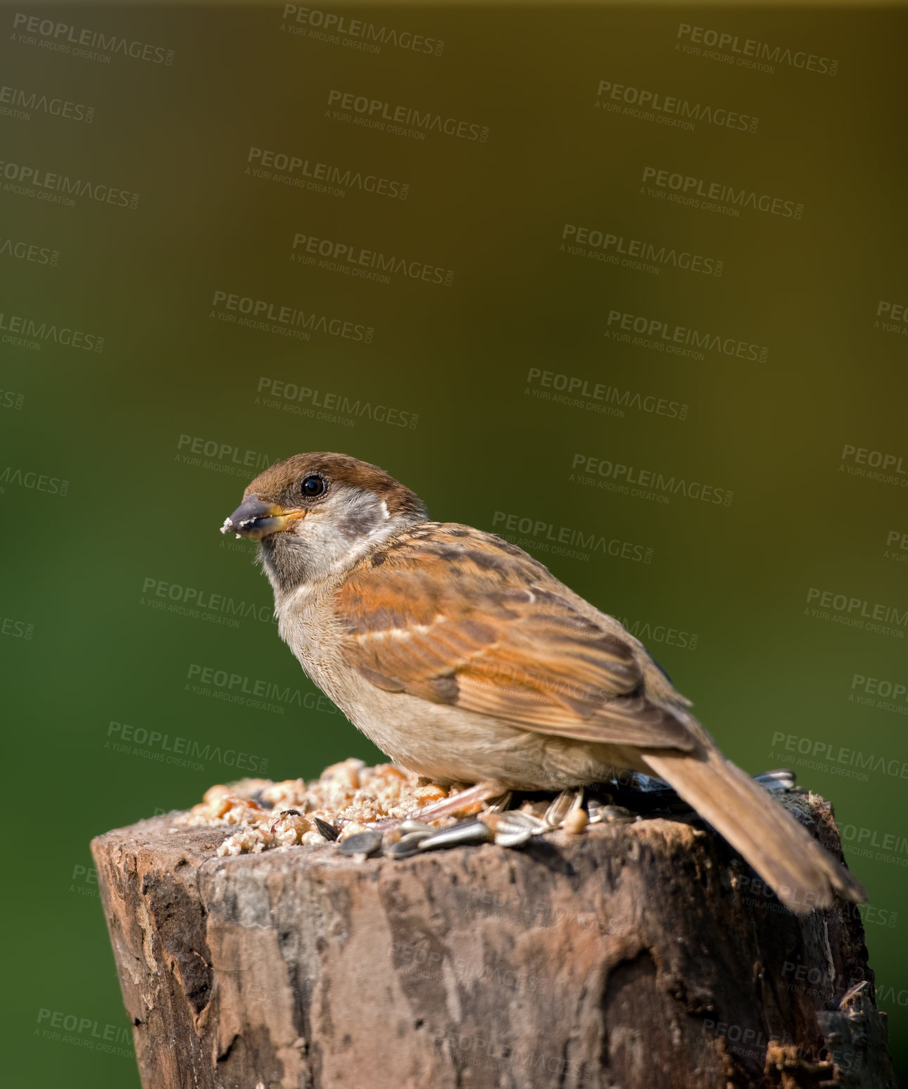 Buy stock photo A telephoto of a beautiful sparrow