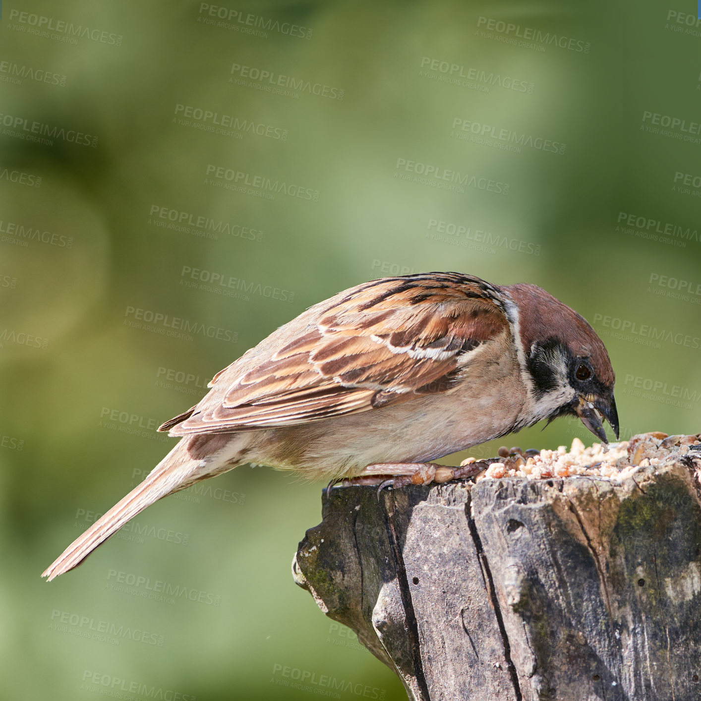 Buy stock photo A telephoto of a beautiful sparrow