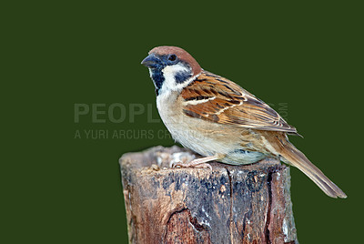 Buy stock photo A telephoto of a beautiful sparrow