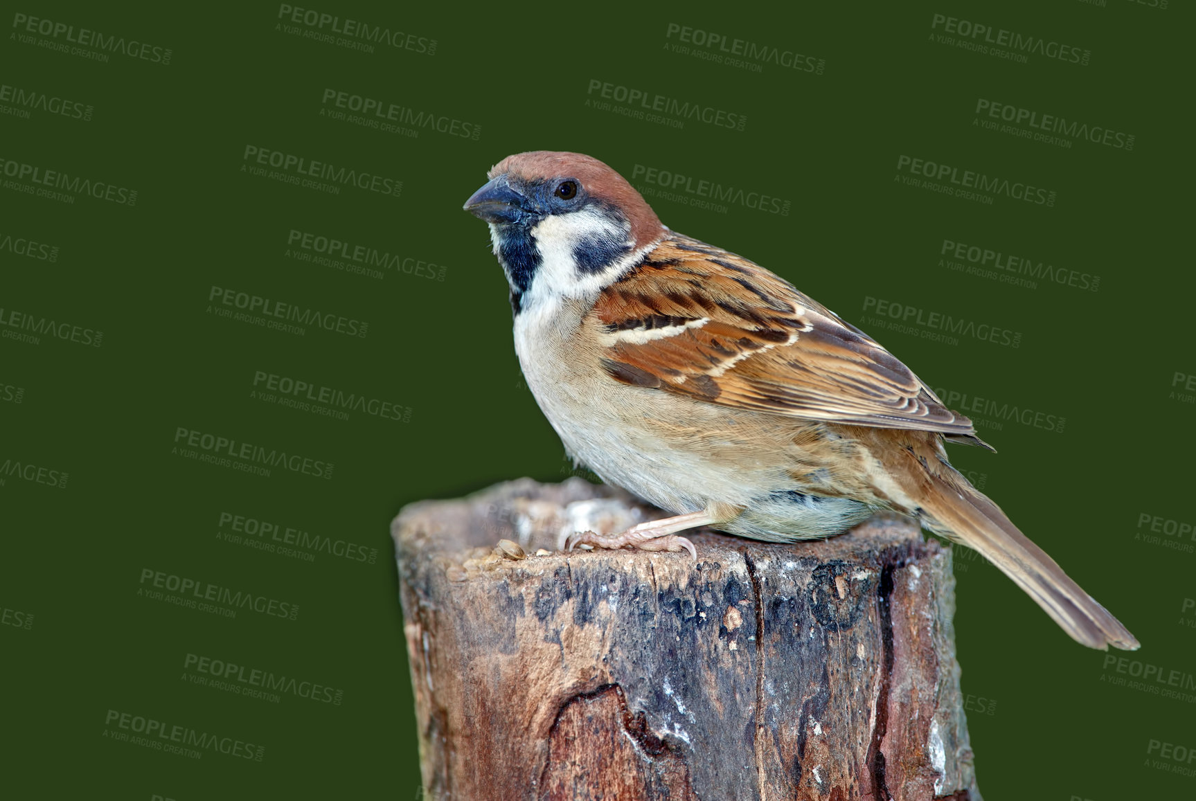 Buy stock photo A telephoto of a beautiful sparrow