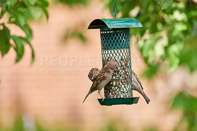 Buy stock photo A telephoto of a beautiful sparrow