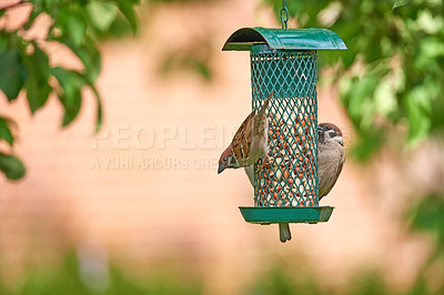 Buy stock photo A telephoto of a beautiful sparrow