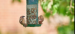 Sparrow in my garden