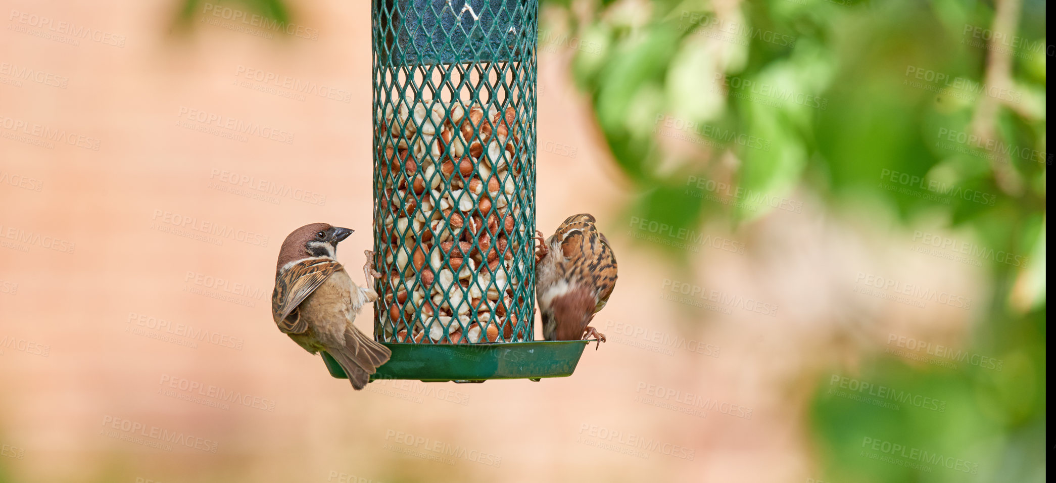 Buy stock photo A telephoto of a beautiful sparrow