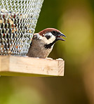 Sparrow in my garden