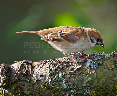 Buy stock photo A telephoto of a beautiful sparrow