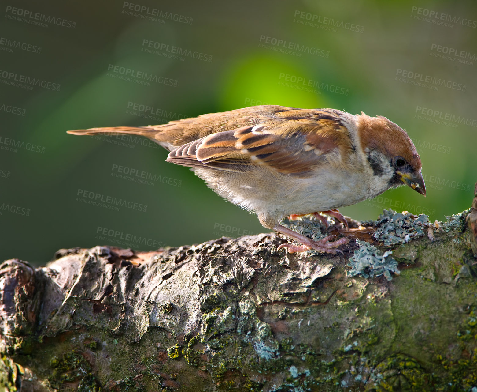 Buy stock photo A telephoto of a beautiful sparrow