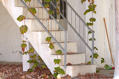 Buy stock photo Old stairs outside in autumn with vines hanging and climbing plants growing. Exterior of forgotten white house with concrete staircase and metal railings with dry dead leaves covering the ground