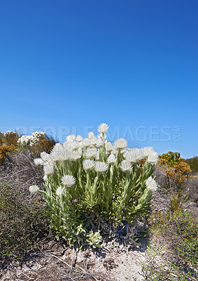 Buy stock photo Copy space with white syncarpha argyropsis flowers growing in serene and wild nature reserve in Cape Town, South Africa. Green fynbos bushes or shrubs with flora and plants in summer against blue sky