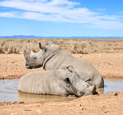 Buy stock photo Two black rhinos taking a cooling mud bath in a dry sand wildlife reserve in a hot safari area in Africa. Protecting endangered African rhinoceros from poachers and hunters and exploitation of horns