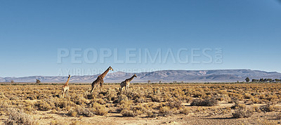 Buy stock photo A photo of a beautiful giraffe on the savanna late afternoon in South Africa