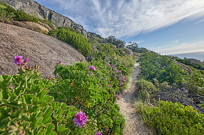 Buy stock photo Flowers, plants, and trees along a trail on the mountain in South Africa, Western Cape in summer. Landscape view of beautiful flowers, bushes and greenery growing in a natural environment in spring