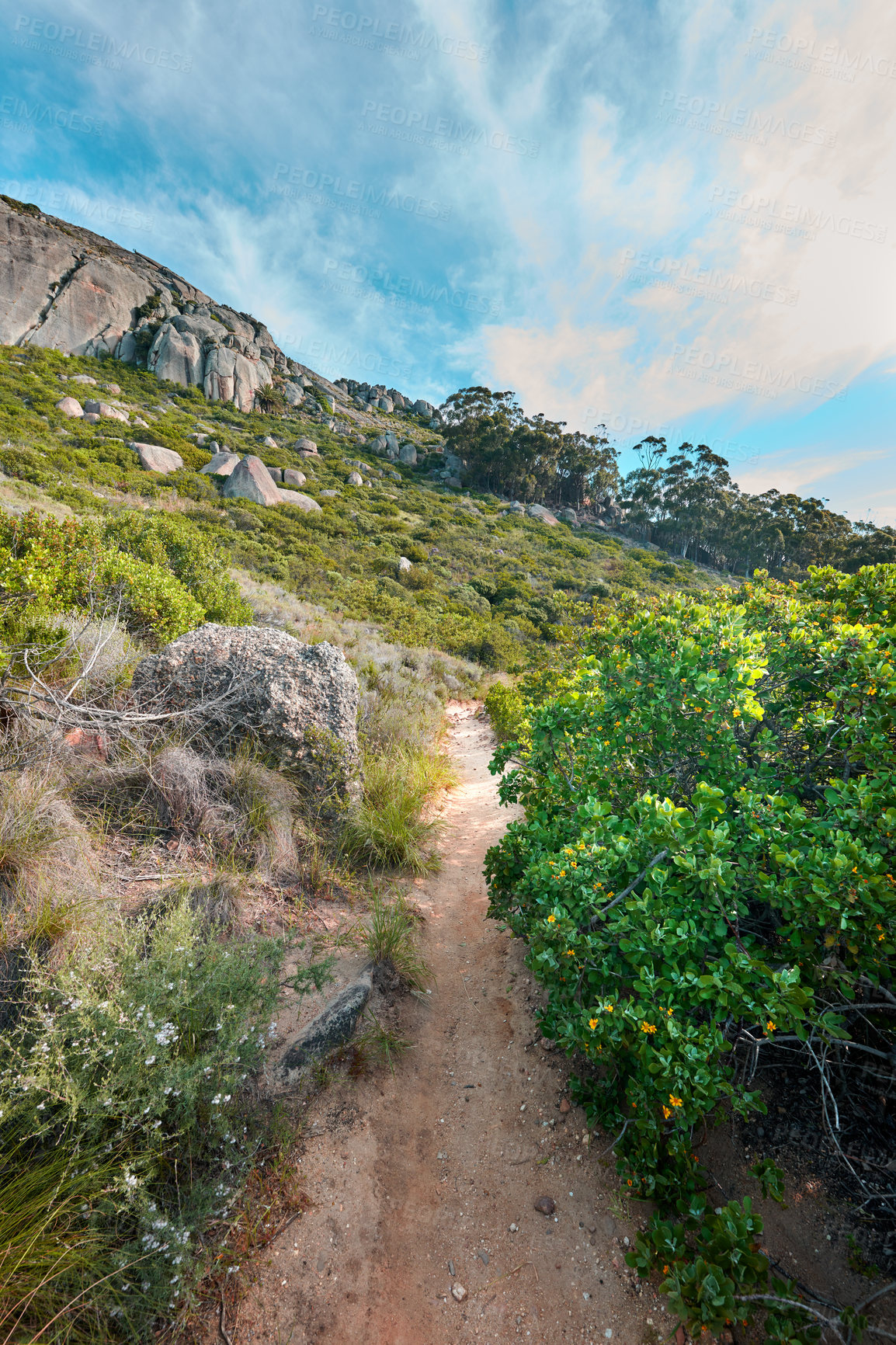 Buy stock photo A hiking trail up a mountain surrounded by lush green plants and nature with a cloudy blue sky. Beautiful landscape of a path on a mountainside near bright foliage with copy space on a summer day
