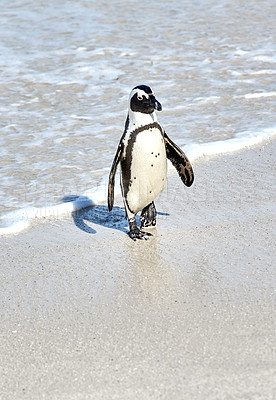 Buy stock photo A black footed African penguin on a sandy beach, breeding colony or coast conservation reserve in Cape Town, South Africa. Endangered oceanic wildlife and waterbird, protected for tourism