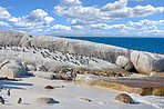 Penguins at Boulders Beach