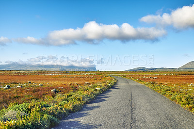 Buy stock photo The wilderness of Cape Point National Park, Western Cape, South Africa