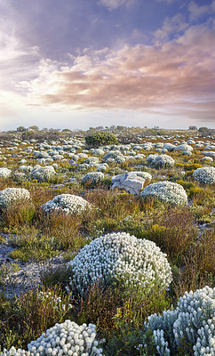 Buy stock photo The wilderness of Cape Point National Park, Western Cape, South Africa