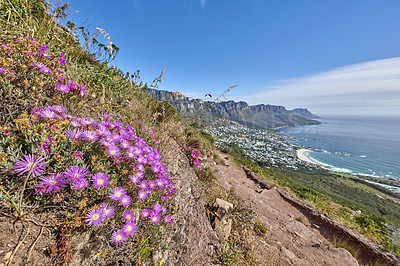 Buy stock photo Purple fynbos flowers blossoming and blooming on a famous tourism hiking trail on Table Mountain National Park in Cape Town, South Africa. Plant life growing and flowering in nature reserve abroad
