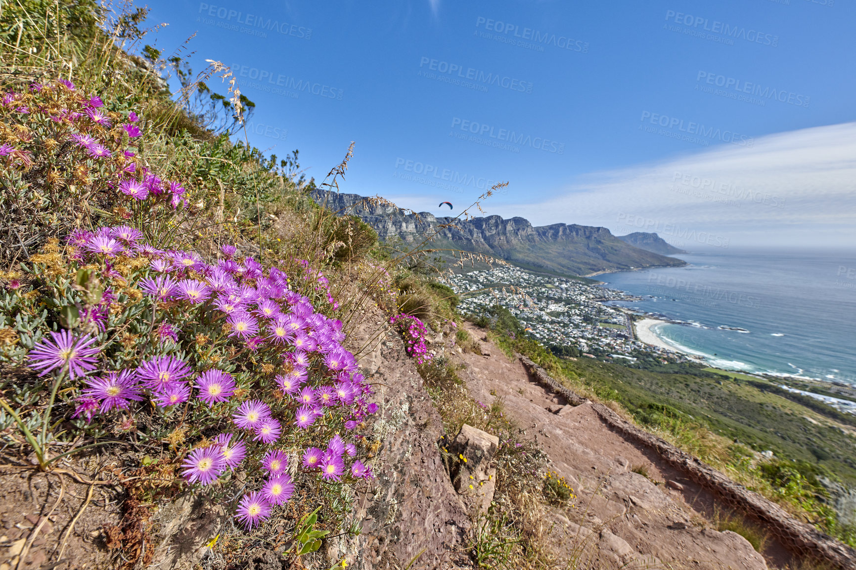 Buy stock photo Purple fynbos flowers blossoming and blooming on a famous tourism hiking trail on Table Mountain National Park in Cape Town, South Africa. Plant life growing and flowering in nature reserve abroad
