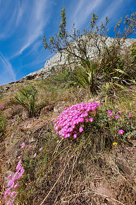 Buy stock photo Pink mesembryanthem fynbos flowers growing on Table Mountain, Cape Town, South Africa. Green bushes and dry shrubs with flora and plants in peaceful, serene and uncultivated nature reserve in summer
