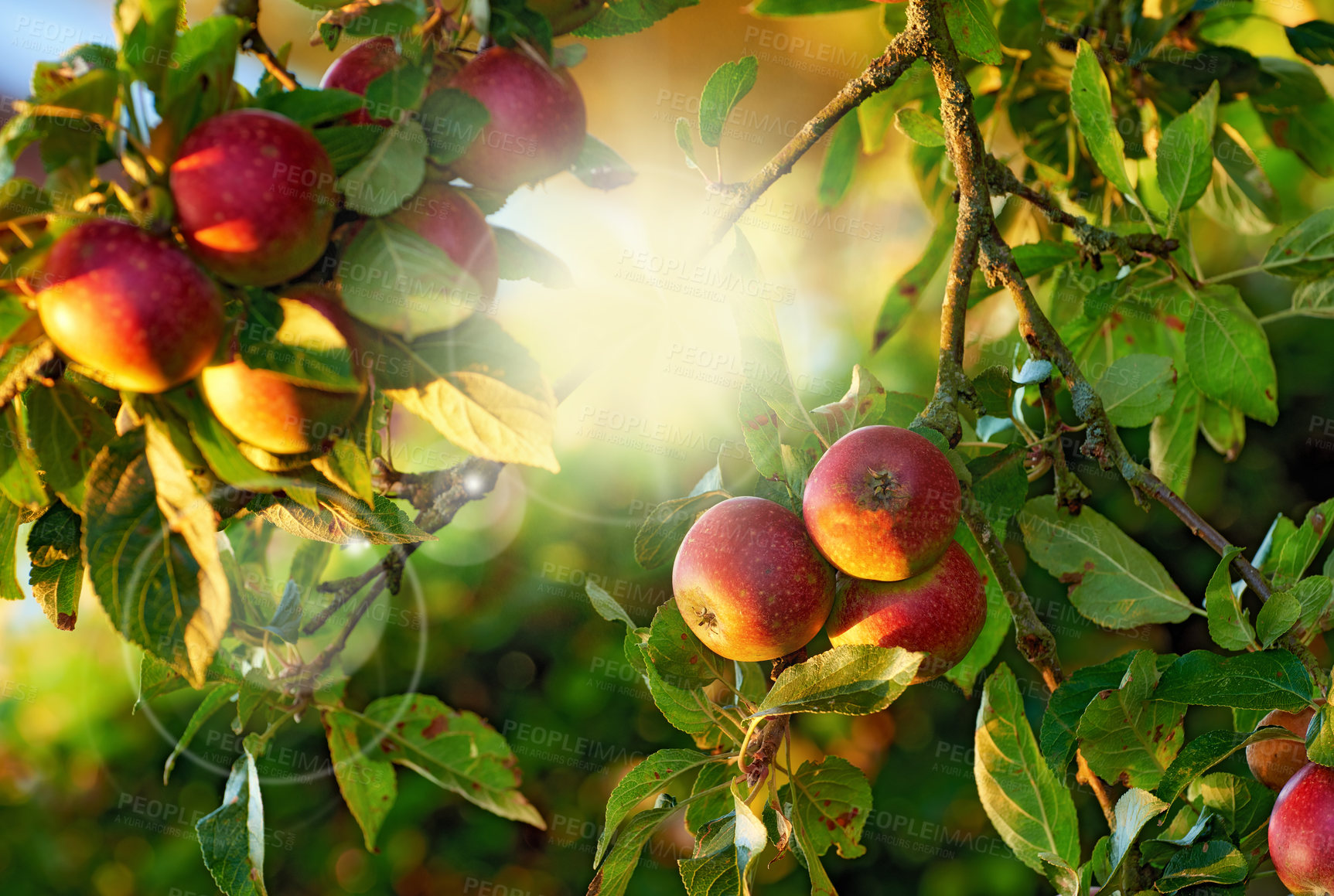 Buy stock photo A photo of tasty and beautiful apples in my garden