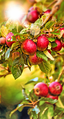 Buy stock photo A photo of tasty and beautiful apples in my garden