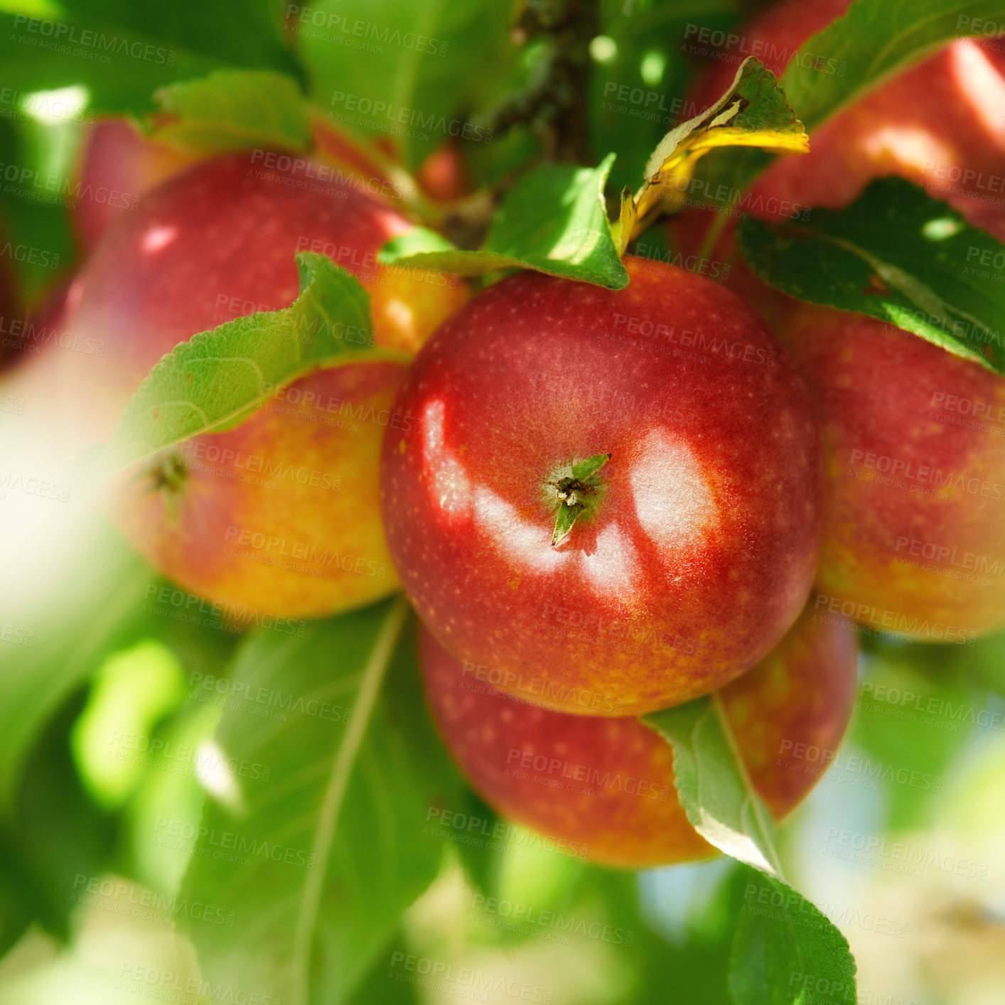 Buy stock photo A photo of tasty and beautiful apples in my garden