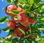 Red Apples in my garden