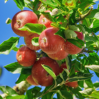 Buy stock photo A photo of tasty and beautiful apples in my garden