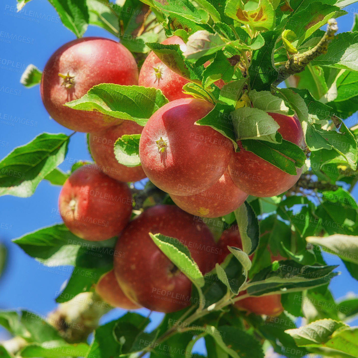 Buy stock photo A photo of tasty and beautiful apples in my garden