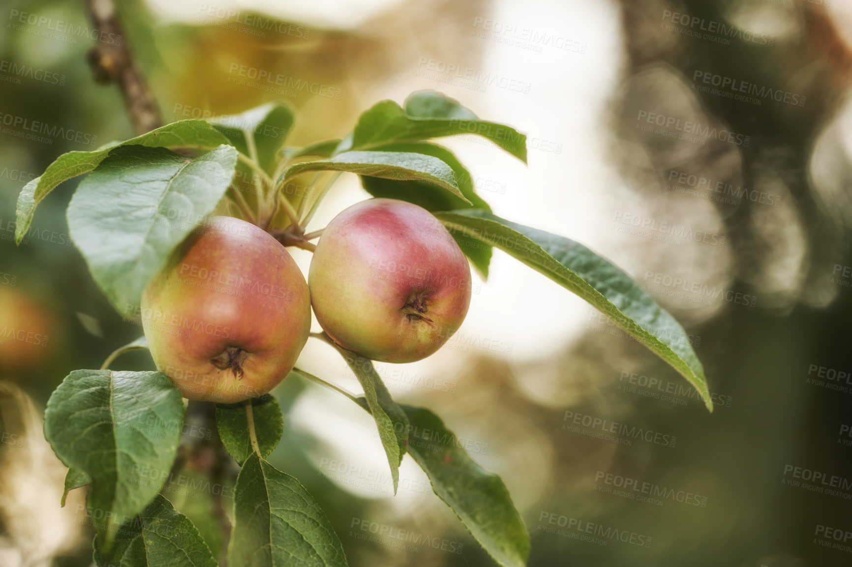 Buy stock photo A photo of tasty and beautiful apples in my garden