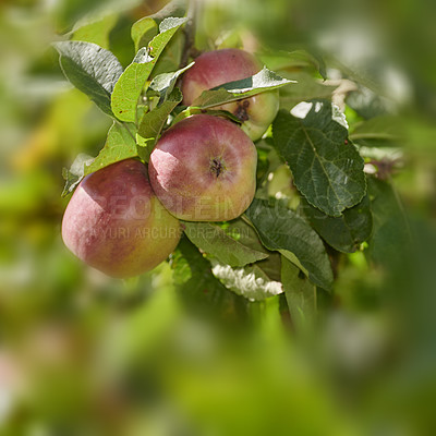 Buy stock photo A photo of tasty and beautiful apples in my garden