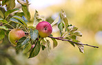 Red Apples in my garden