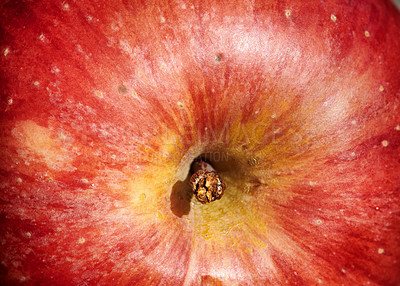 Buy stock photo A photo of tasty and beautiful apples in my garden