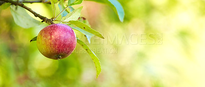 Buy stock photo A photo of tasty and beautiful apples in my garden